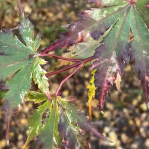 Acer palmatum 'Tsuru no Mai'