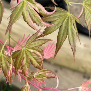 Acer palmatum 'Kurabu yama'
