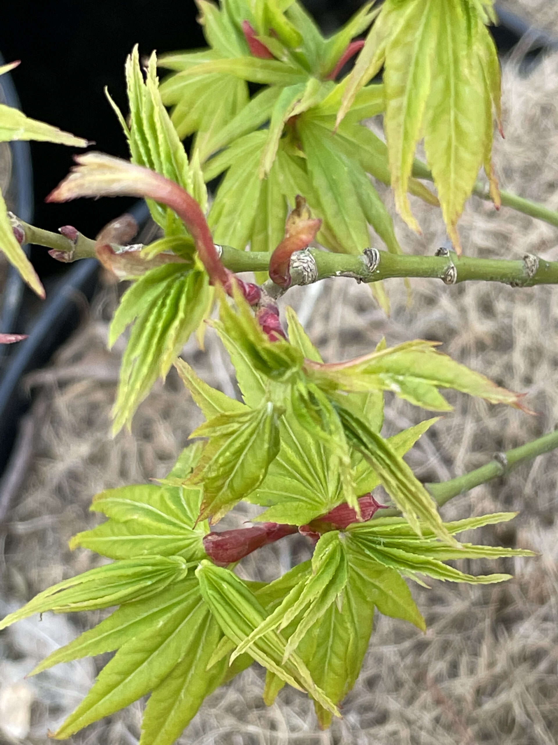 Acer palmatum 'Mikawa yatsubusa'