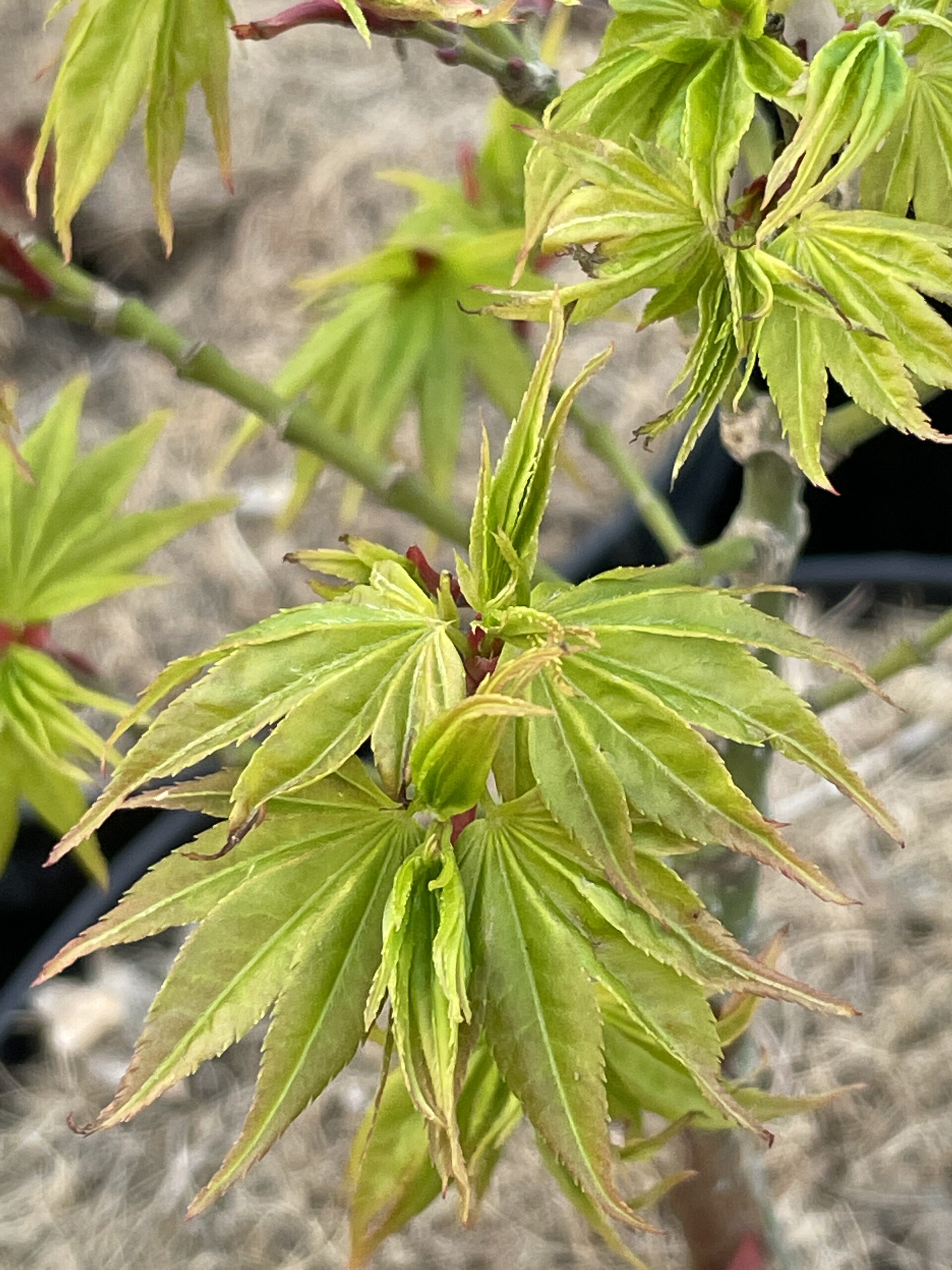 Acer palmatum 'Mikawa yatsubusa'