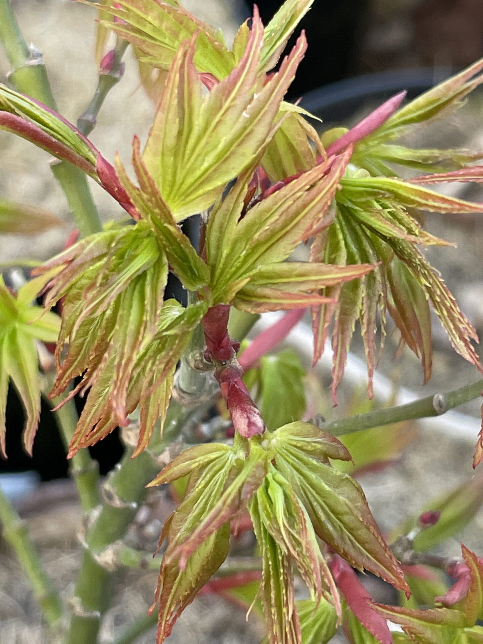 Acer palmatum 'Mikawa yatsubusa'