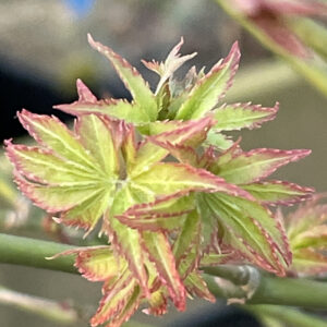 Acer palmatum 'Tama hime'
