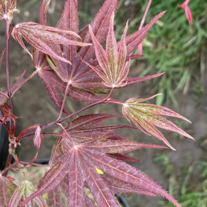 Acer palmatum 'Cindy'
