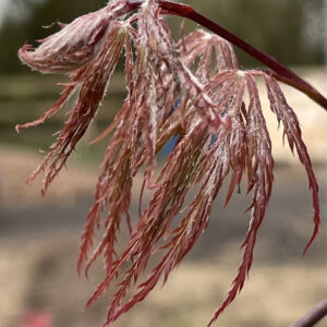 Acer palmatum 'Ebony'