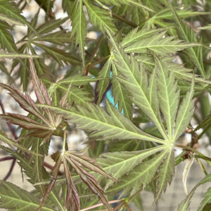 Acer palmatum 'Gene’s dissectum'