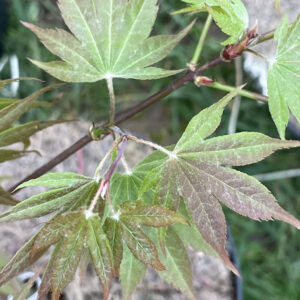 Acer palmatum 'Masu kagami'