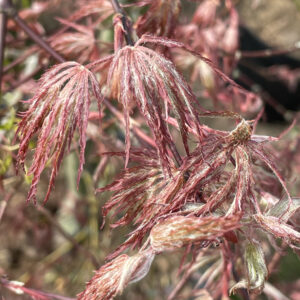 Acer palmatum 'Sumi shidare'