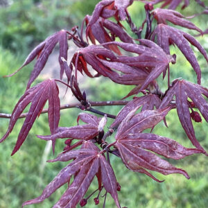 Acer palmatum 'Murasaki iroha'