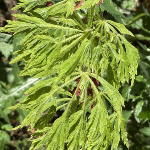Acer palmatum 'Green cascade'