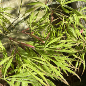 Acer palmatum 'Golden glow'