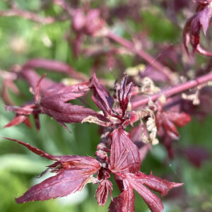 Acer palmatum 'Hime shohjo'