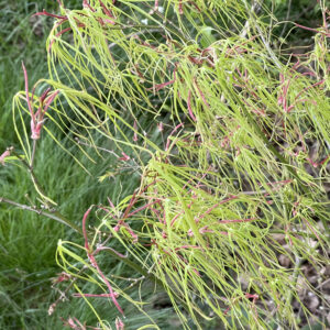 Acer palmatum 'Koto no ito'