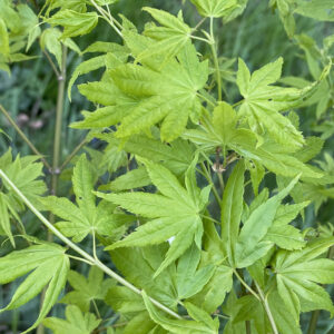 Acer palmatum 'Aoyagi'