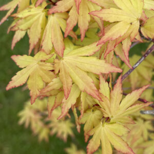 Acer palmatum 'Cascade gold'