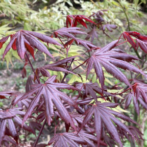 Acer palmatum 'Trompenburg'