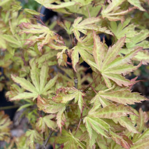 Acer palmatum 'Anne Irene'