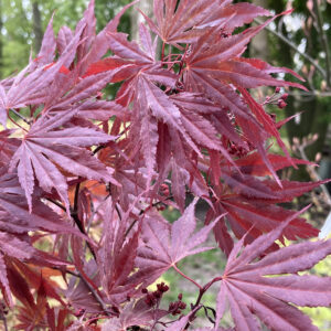 Acer palmatum 'Bujo ji'