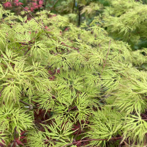 Acer palmatum 'Emerald lace'