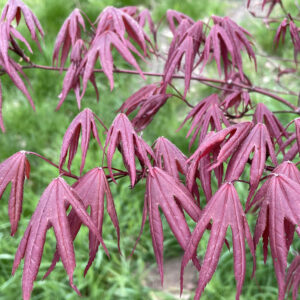Acer palmatum 'whitney red'