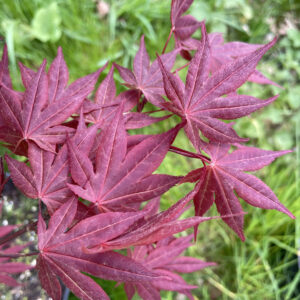 Acer palmatum 'Yezo nishiki'