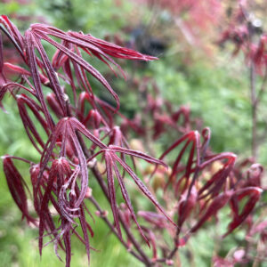 Acer palmatum 'Peve Dave'