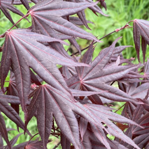 Acer palmatum 'Red wings'