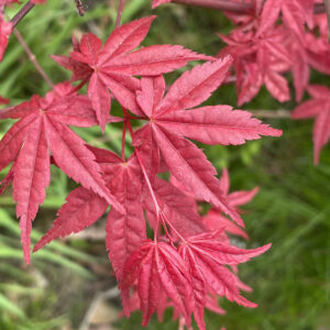 Acer palmatum 'Shin deshojo'