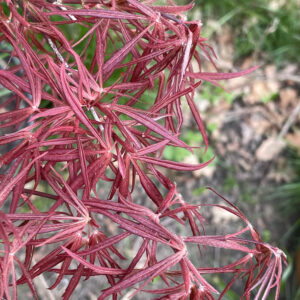 Acer palmatum 'Red falcon'
