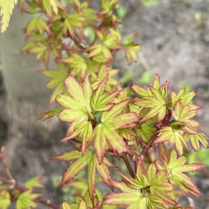 Acer palmatum Hanami nishiki