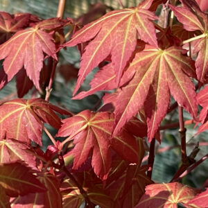 Acer palmatum 'Red wine'