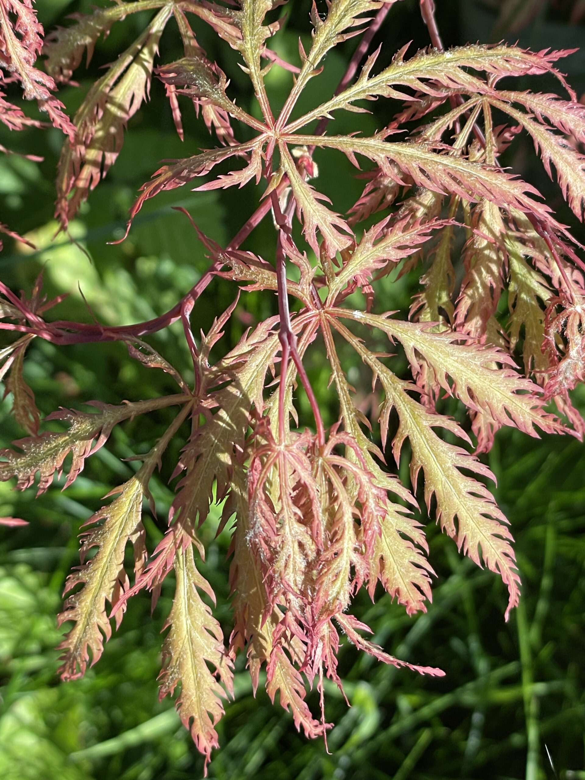 Acer palmatum 'Rubrum'