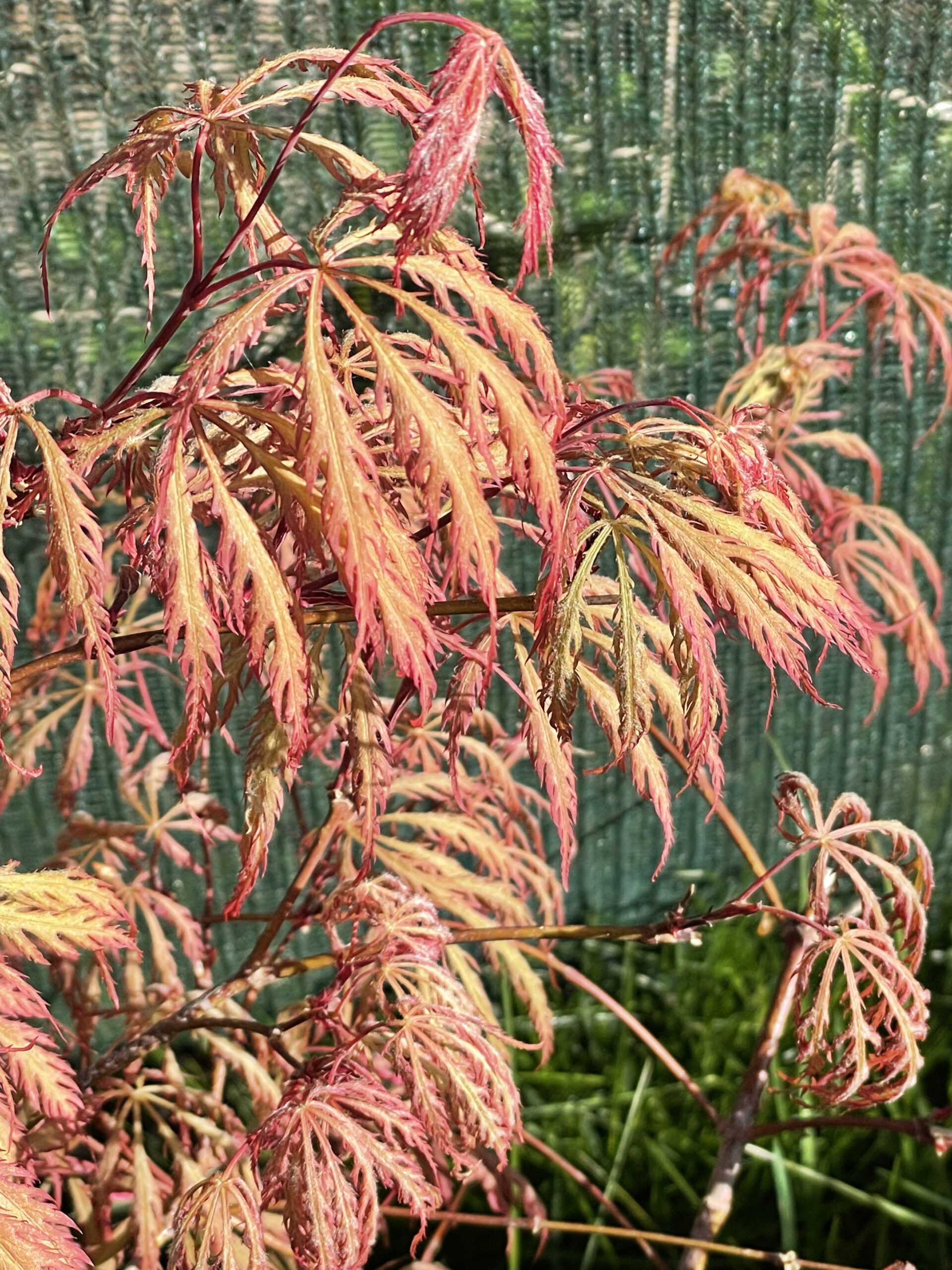 Acer palmatum 'Rubrum'