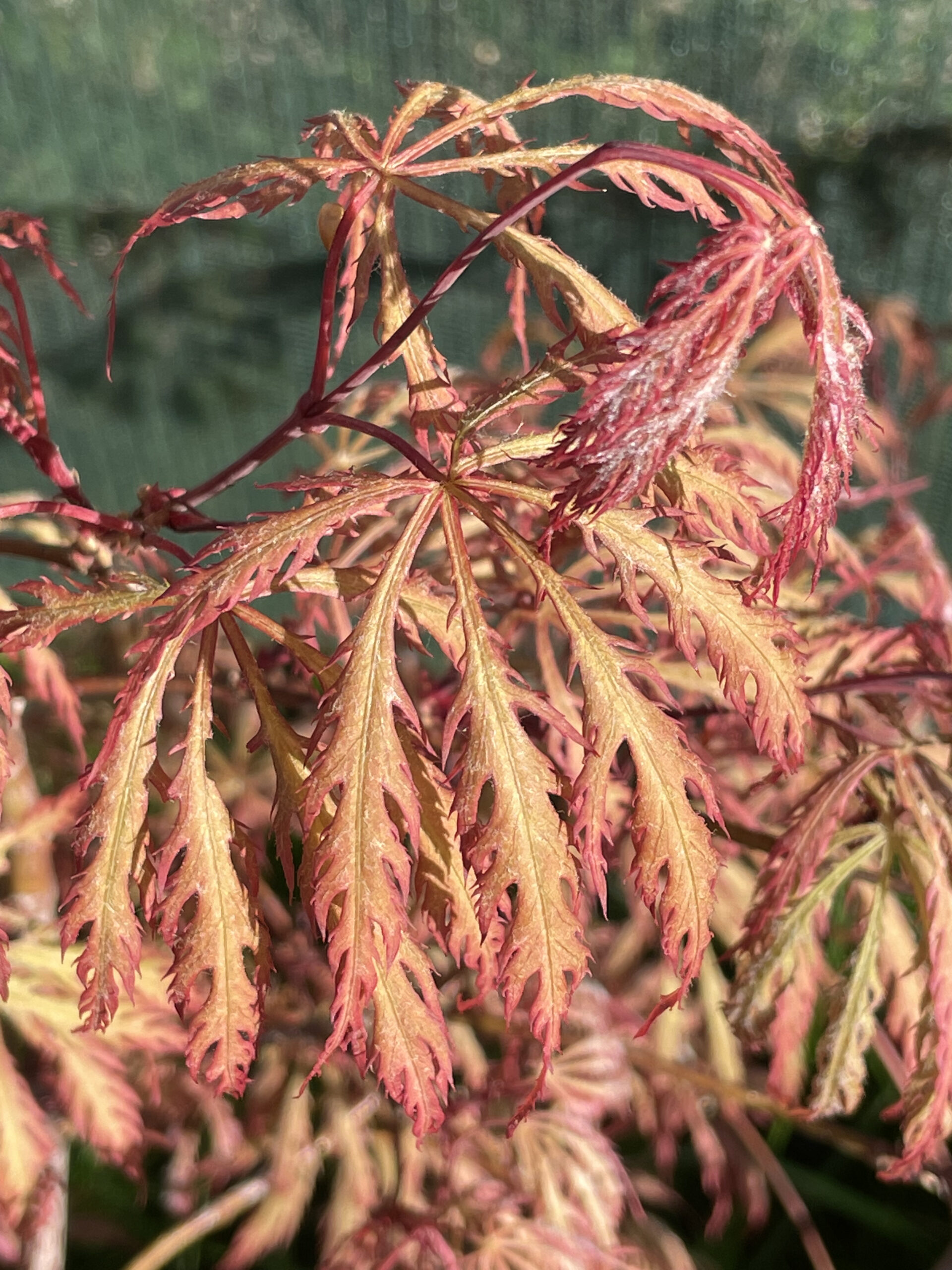 Acer palmatum 'Dissectum rubrum'
