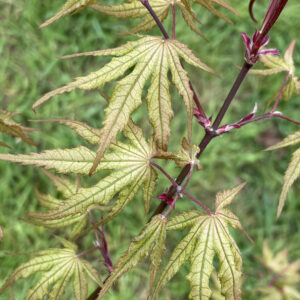 Acer palmatum 'Beni shigatatsu sawa'