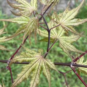 Acer palmatum 'Beni shigatatsu sawa'