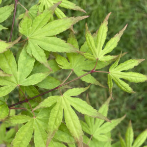 Acer palmatum 'Chughu ji'