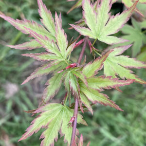 Acer palmatum 'Diane'