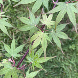 Acer palmatum 'Daiji sen'