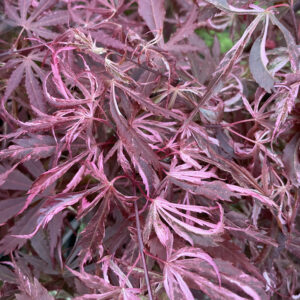 Acer palmatum 'Extravaganza'