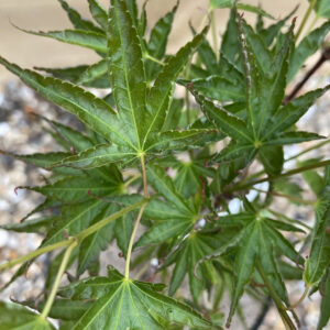 Acer palmatum 'Hippy fin mo'
