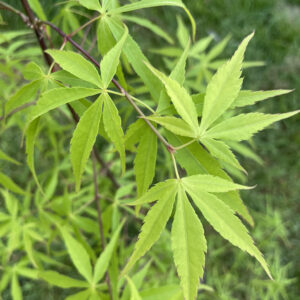 Acer palmatum 'Iso shibuki'