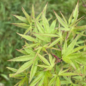 Acer palmatum 'Ko chidori'