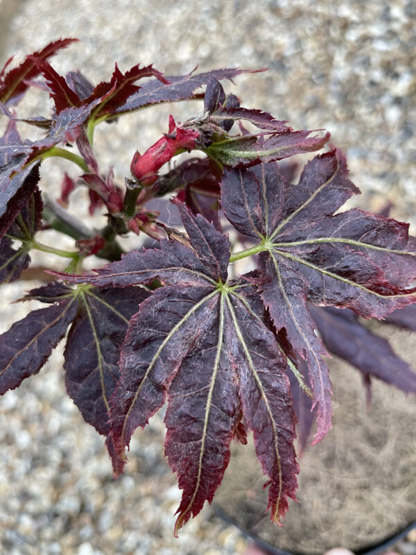 Acer palmatum Ruby ridge - Poppins Plants