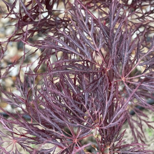 Acer palmatum 'Red feathers'