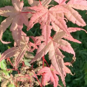 Acer palmatum 'Asahi zuru'