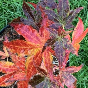 Acer palmatum Crumple leaf'