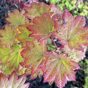 Acer japonicum 'Meigetsu'