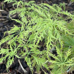 Acer palmatum 'Filigree'