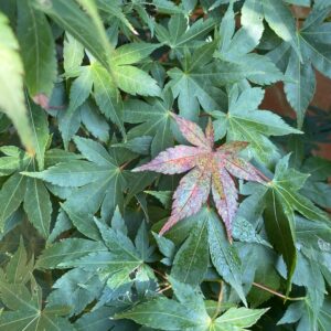 Acer palmatum 'Shohrei ki ji'