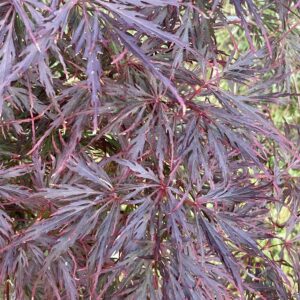 Acer palmatum 'Firecracker'